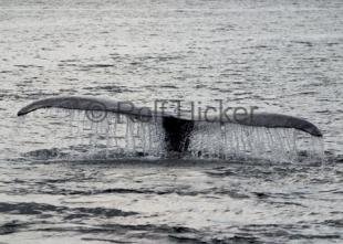 photo of Large Humpback Whale Tail