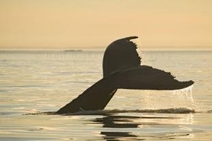 photo of Humpback Whale Tail Sunset Photos