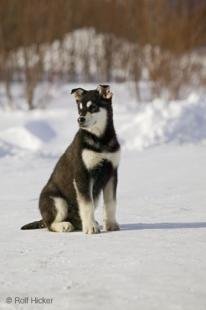 photo of Husky Pup Sitting