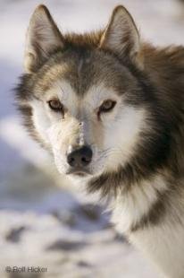 photo of Alert Husky Dog Alaska