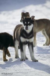 photo of Husky Puppies