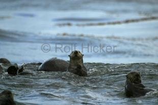 photo of seaotters
