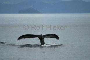 photo of humpback whale fluke