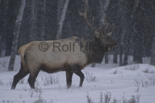 photo of Elk