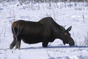 photo of Female Moose Snow Moose Pictures