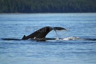 photo of Humpback Whale Fluke 8508