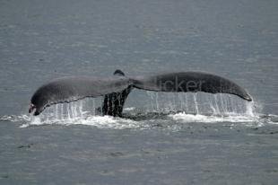 photo of Humpback Whales IMG 9568