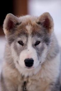 photo of Indigenous Canadian Eskimo Dog Puppy Churchill Manitoba Canada
