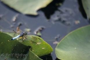 photo of Algonquin Insect