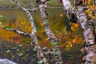 photo of Jacques Cartier River Autumn Reflections Quebec