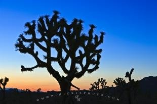 photo of Joshua Tree Silhouette Twilight