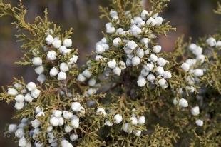 photo of Juniper Picture