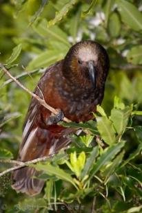 photo of Kaka Bird New Zealand