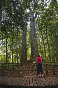 photo of Waipoua Kauri Forest Tourist Attractions Northland New Zealand