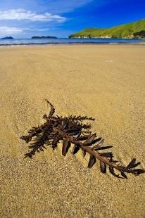 photo of Kelp Titirangi Bay Marlborough Sounds