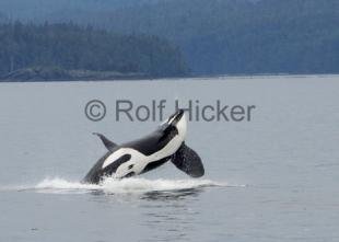 photo of Killer Whale Male Breaching