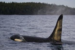 photo of Killer Whale Male Profile