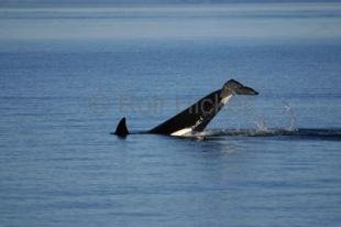 photo of Killer Whale Tricks