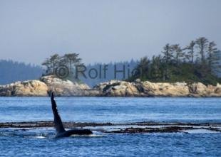 photo of Killer Whale With Scenery