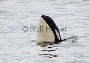 photo of Killer Whale