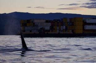 photo of Killer Whales Boat Traffic Northern Vancouver Island