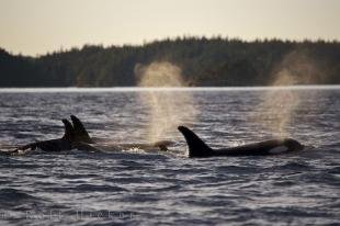 photo of Northern Resident Killer Whales Group