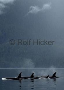 photo of Killer Whales In Johnstone Strait