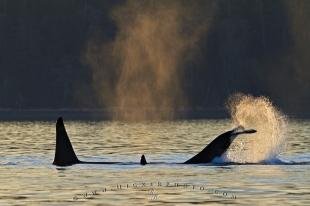 photo of Whale Watching Orca Killer Whales Playing Sunset