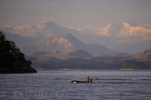 photo of Killer Whales Scenery Northern Vancouver Island