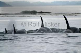 photo of killer-whales 0094 IMG