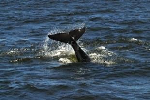 photo of Orca Whale Fluke