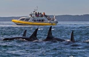 photo of Vancouver Island Whale Watching Tour