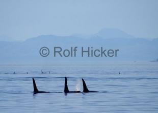 photo of killer-whales CRW 2866