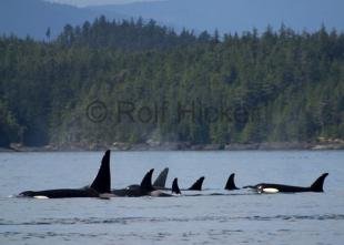 photo of killer-whales CRW 4978