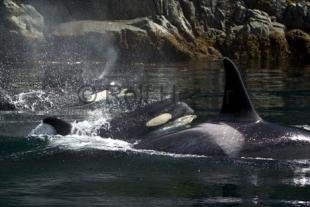 photo of Killer Whales Close To Shore