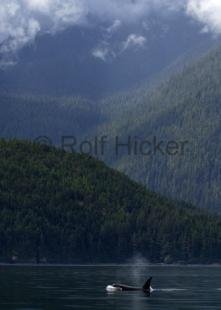 photo of Orca Whale Johnstone Strait Nature