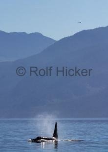 photo of killer-whales CRW 7554