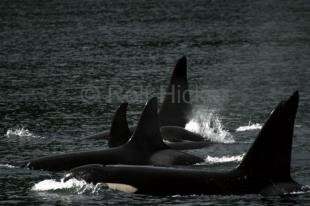 photo of orcas killer whales