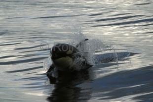 photo of surfing killer whale baby