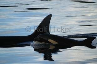 photo of transient orca whale baby