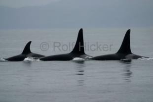 photo of whales or cetaceans
