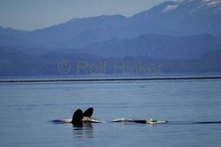 photo of killer whale doing the backstroke