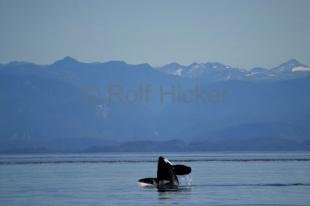 photo of killer-whales IMG 8946