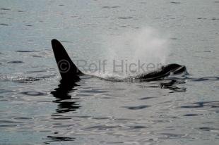 photo of killer-whales IMG 9192