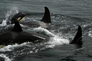 photo of killer-whales IMG 9344