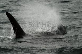 photo of killer-whales IMG 9472