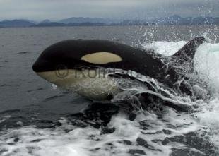 photo of Whale Watching Tours Close Orca Encounter