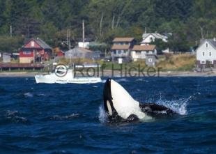 photo of killer whale sointula