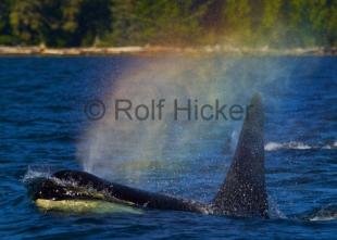 photo of Killer Whale With Rainbow Stormy Sea