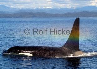 photo of killer whales CRW 9346